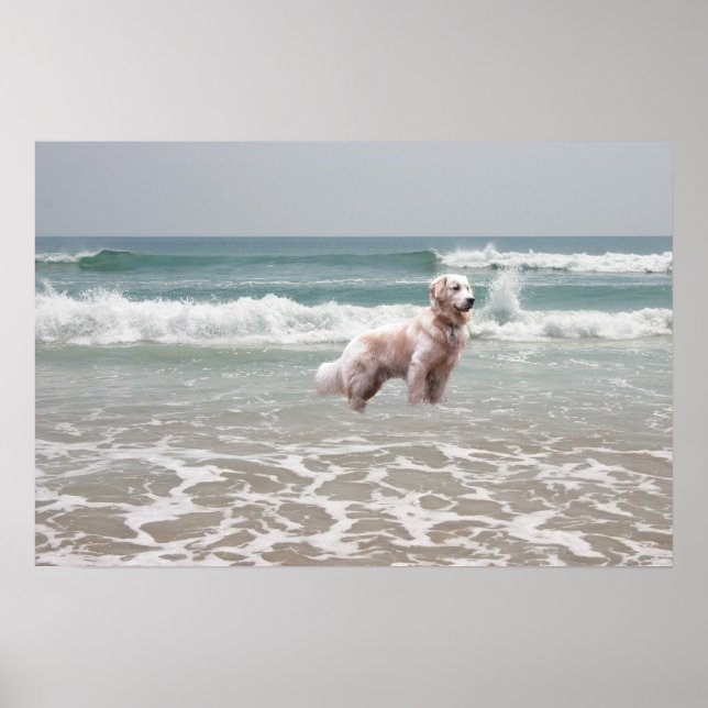 Golden Retriever Ocean Poster (Front)