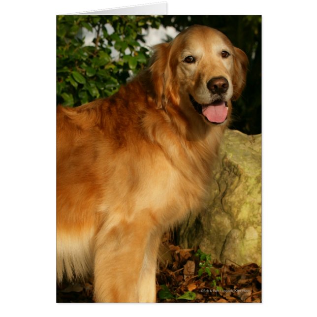 Golden Retriever Panting (Front)
