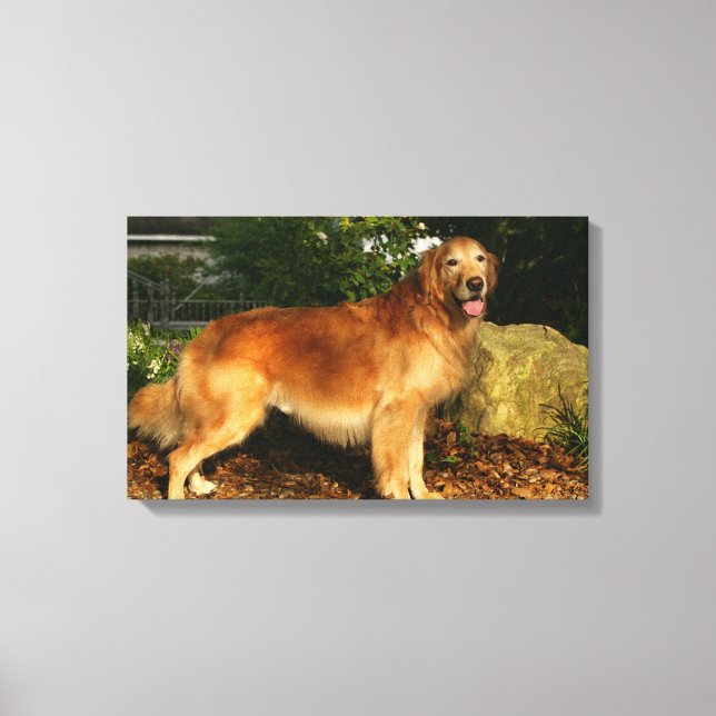 Golden Retriever Panting Canvas Print (Front)