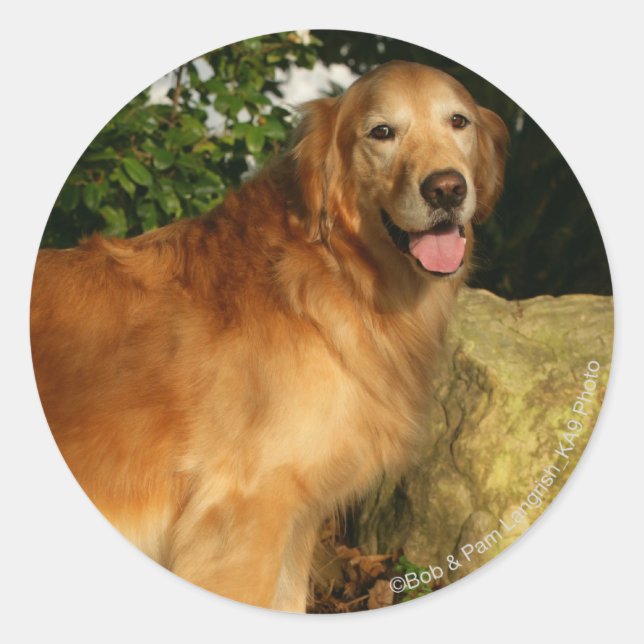 Golden Retriever Panting Classic Round Sticker (Front)