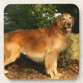 Golden Retriever Panting Coaster