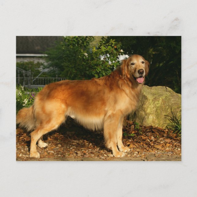 Golden Retriever Panting Postcard (Front)
