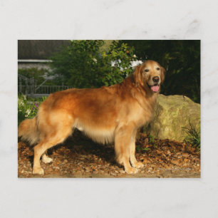 Golden Retriever Panting Postcard