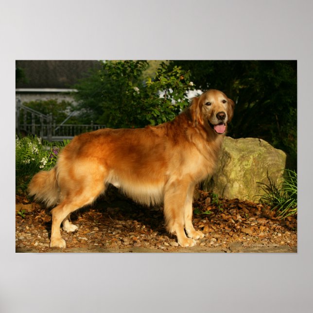 Golden Retriever Panting Poster (Front)