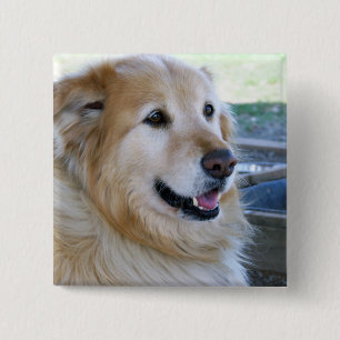 Golden Retriever Photo 2 Inch Square Button