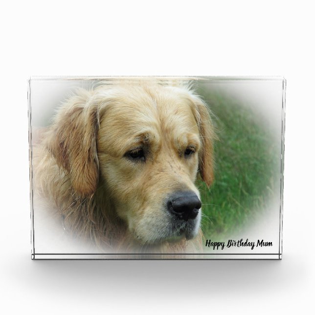 Golden Retriever. Photo Block (Front)