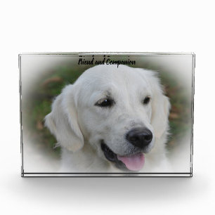 Golden Retriever. Photo Block