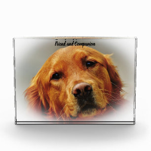 Golden Retriever. Photo Block