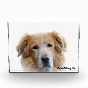 Golden Retriever. Photo Block