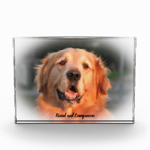 Golden Retriever. Photo Block