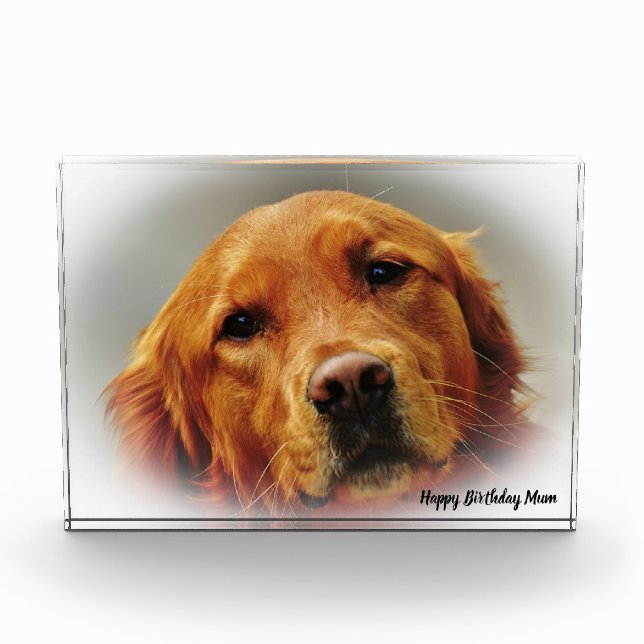 Golden Retriever. Photo Block (Front)
