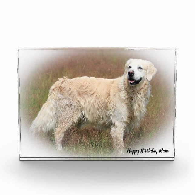 Golden Retriever. Photo Block (Front)