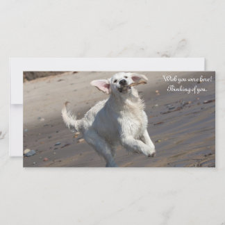 Golden Retriever Photo Card