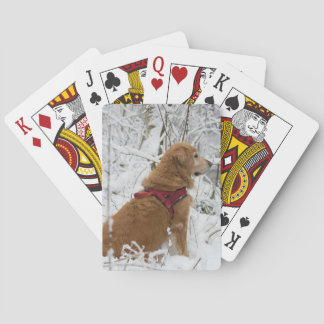 Golden Retriever Playing Cards