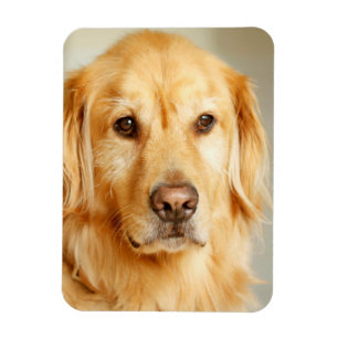 Golden Retriever Portrait Magnet