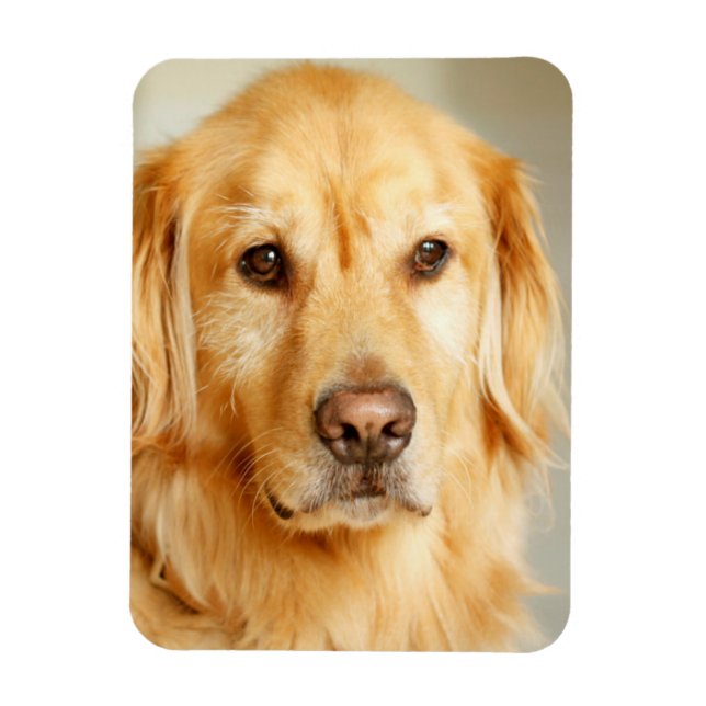 Golden Retriever Portrait Magnet (Vertical)