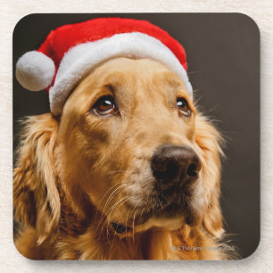Golden Retriever posing for his Christmas Coaster