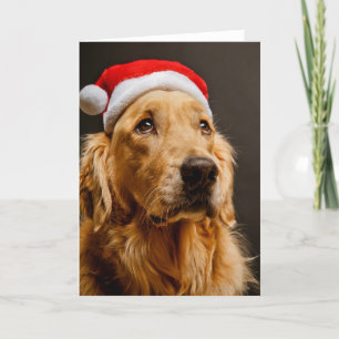 Golden Retriever posing for his Christmas Holiday Card