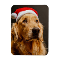 Golden Retriever posing for his Christmas