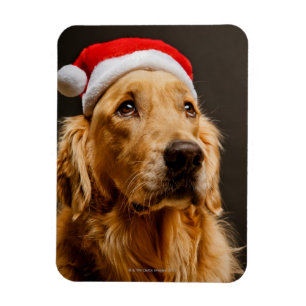 Golden Retriever posing for his Christmas Magnet