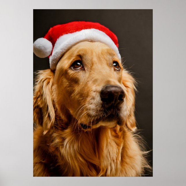 Golden Retriever posing for his Christmas Poster (Front)