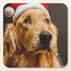 Golden Retriever posing for his Christmas Square Paper Coaster