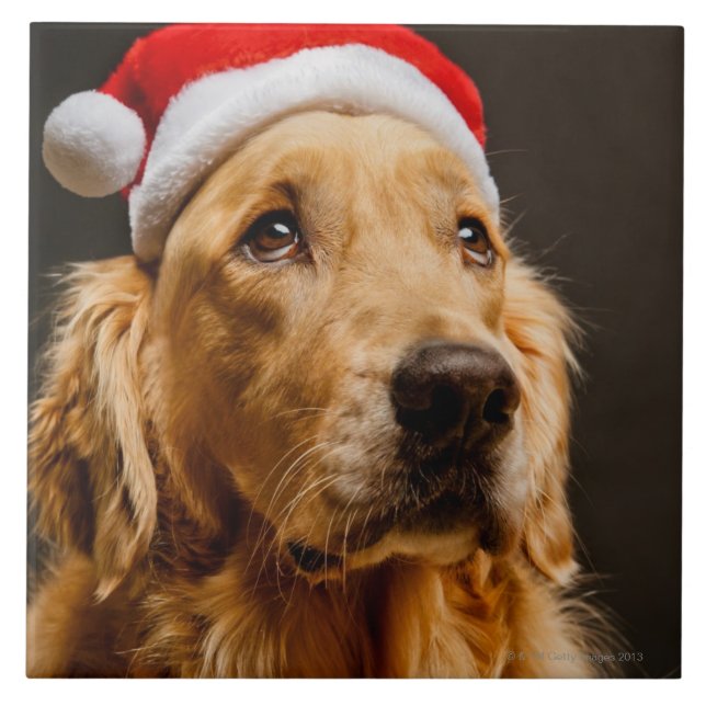 Golden Retriever posing for his Christmas Tile (Front)
