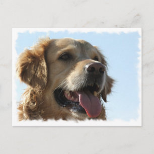Golden Retriever Postcard
