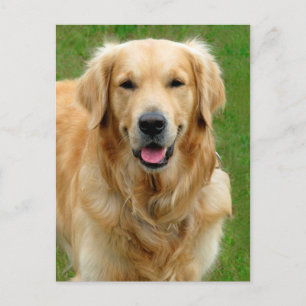 Golden Retriever Postcard