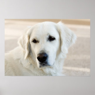 Golden Retriever Poster
