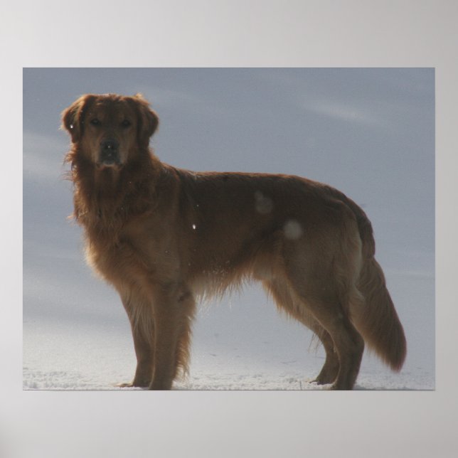 GOLDEN RETRIEVER POSTER (Front)