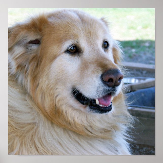 Golden Retriever Posters (Front)