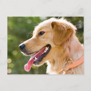 Golden Retriever Profile With Tongue Out Postcard