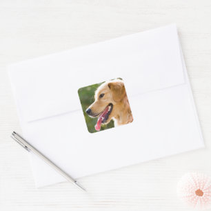 Golden Retriever Profile With Tongue Out Square Sticker
