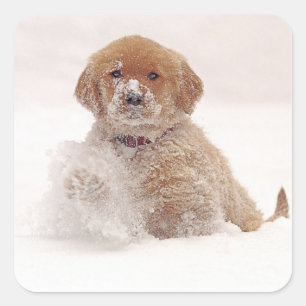 Golden Retriever Pup in Snow Square Sticker