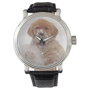 Golden Retriever Pup in Snow Watch