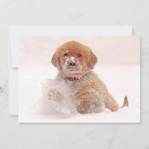 Golden Retriever Pup Playing in Snow Holiday Card