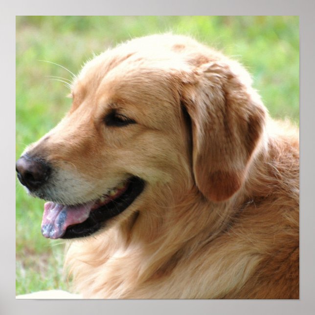 Golden Retriever Pup Poster Print (Front)