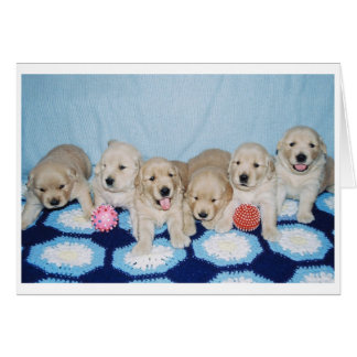 Golden Retriever Puppies