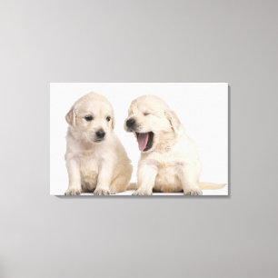Golden Retriever puppies (4 weeks old) Canvas Print