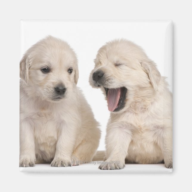 Golden Retriever puppies (4 weeks old) Magnet (Front)