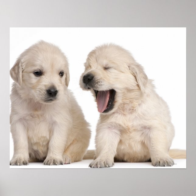 Golden Retriever puppies (4 weeks old) Poster (Front)