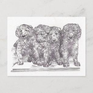 Golden Retriever Puppies Postcard