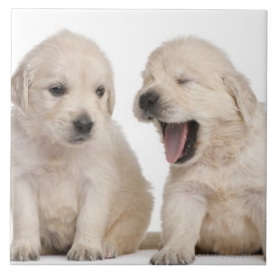 Golden Retriever Puppies Tile