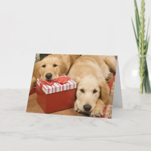 Golden retriever puppies with christmas gift holiday card