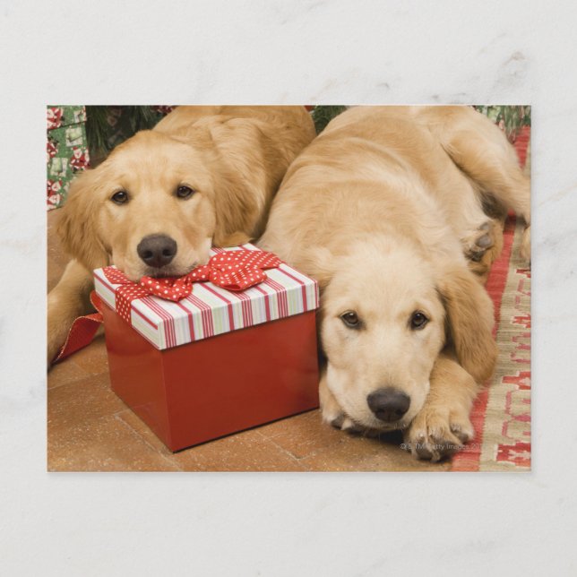 Golden retriever puppies with christmas gift holiday postcard (Front)