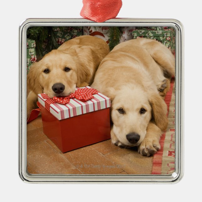Golden retriever puppies with christmas gift metal ornament (Front)