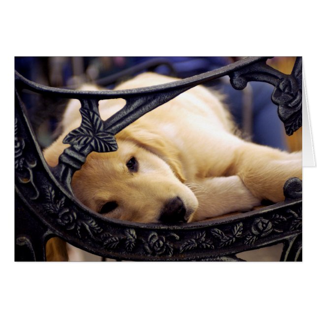 Golden Retriever Puppy (Front Horizontal)