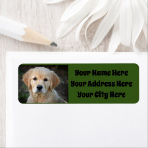 Golden Retriever Puppy