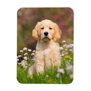 Golden Retriever puppy a cute Goldie Magnet